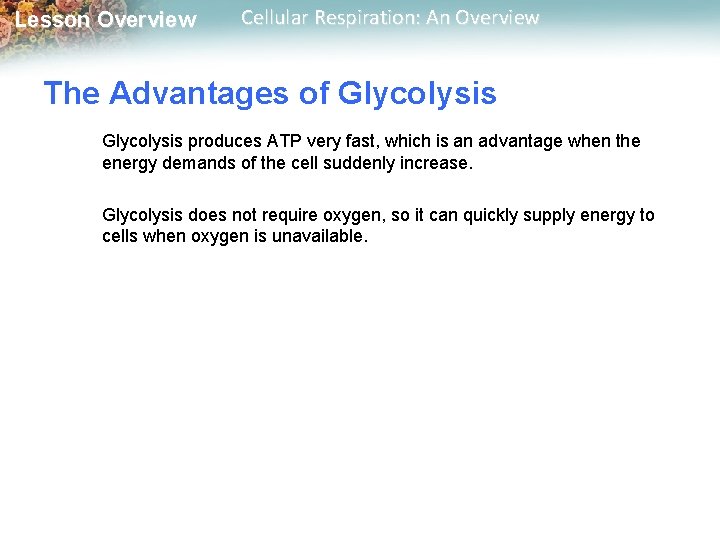 Lesson Overview Cellular Respiration: An Overview The Advantages of Glycolysis produces ATP very fast,