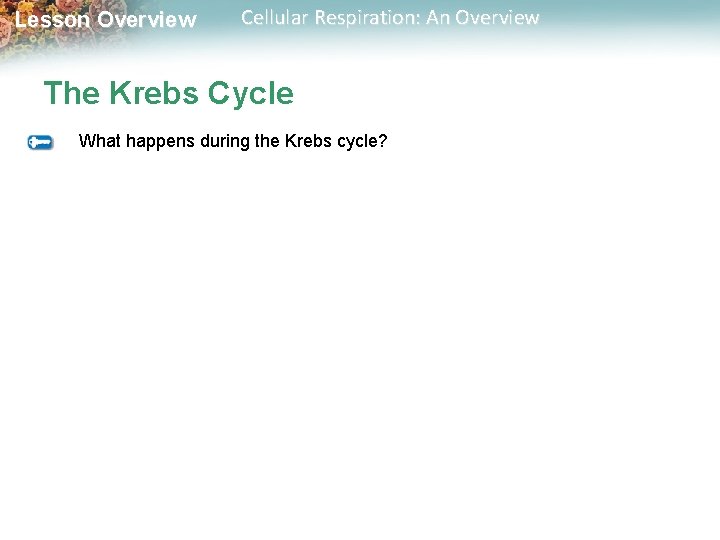 Lesson Overview Cellular Respiration: An Overview The Krebs Cycle What happens during the Krebs