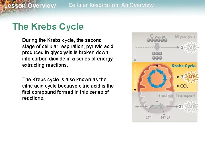 Lesson Overview Cellular Respiration: An Overview The Krebs Cycle During the Krebs cycle, the