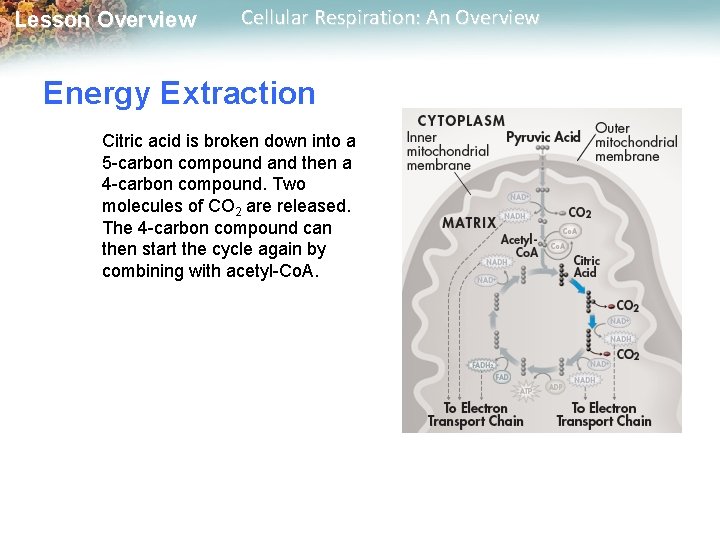 Lesson Overview Cellular Respiration: An Overview Energy Extraction Citric acid is broken down into