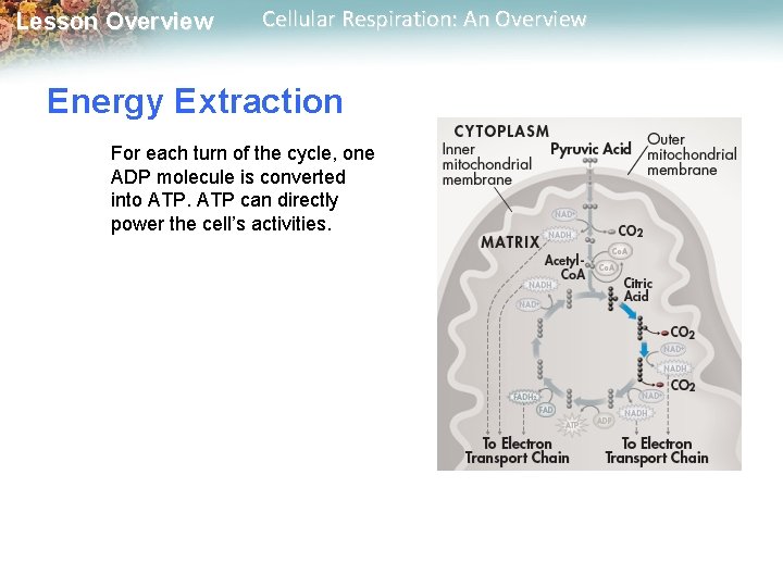 Lesson Overview Cellular Respiration: An Overview Energy Extraction For each turn of the cycle,