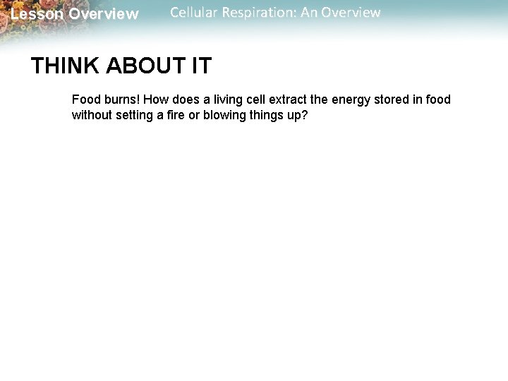 Lesson Overview Cellular Respiration: An Overview THINK ABOUT IT Food burns! How does a