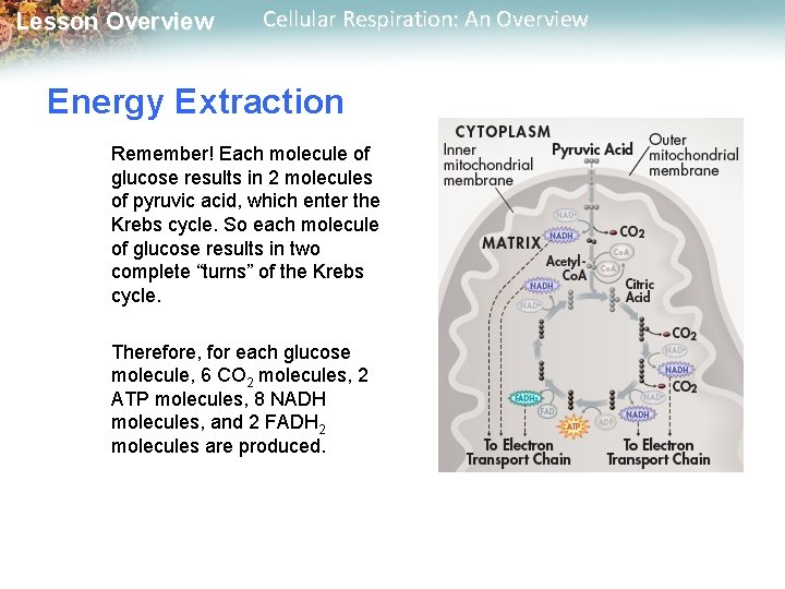 Lesson Overview Cellular Respiration: An Overview Energy Extraction Remember! Each molecule of glucose results