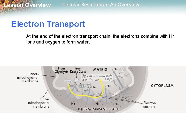 Lesson Overview Cellular Respiration: An Overview Electron Transport At the end of the electron