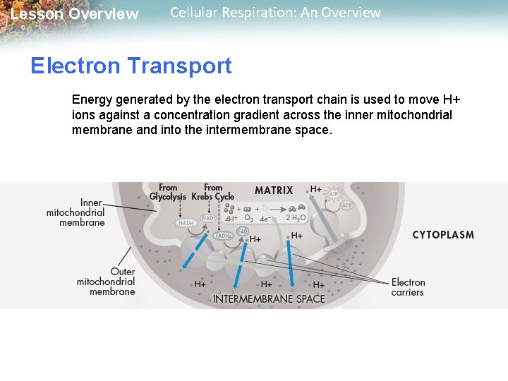 Lesson Overview Cellular Respiration: An Overview Electron Transport Energy generated by the electron transport