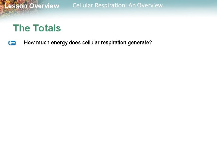 Lesson Overview Cellular Respiration: An Overview The Totals How much energy does cellular respiration