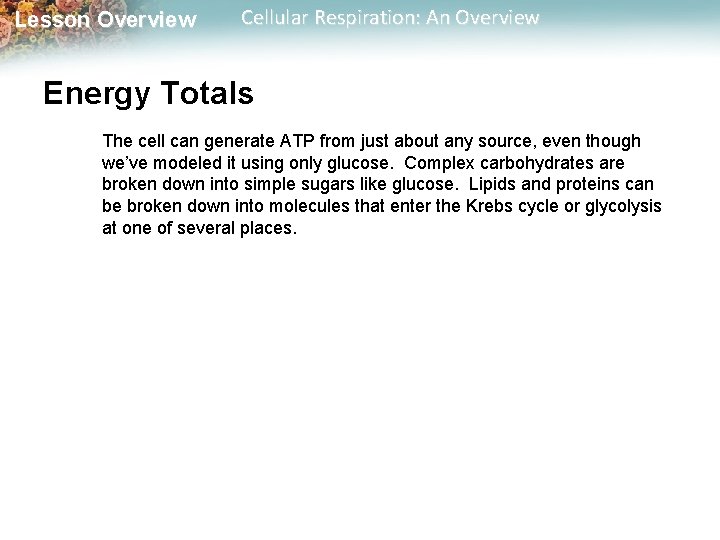 Lesson Overview Cellular Respiration: An Overview Energy Totals The cell can generate ATP from