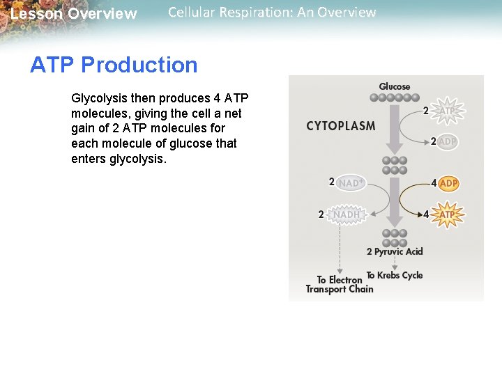 Lesson Overview Cellular Respiration: An Overview ATP Production Glycolysis then produces 4 ATP molecules,