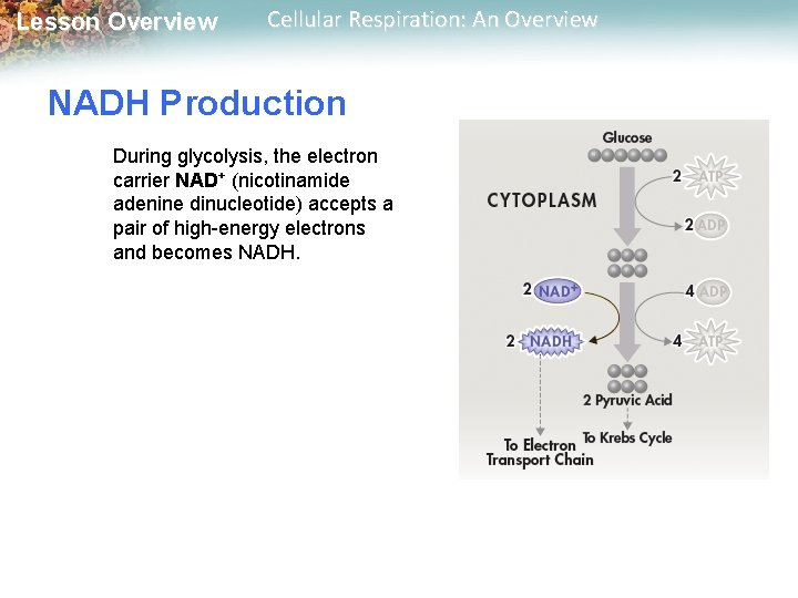 Lesson Overview Cellular Respiration: An Overview NADH Production During glycolysis, the electron carrier NAD+