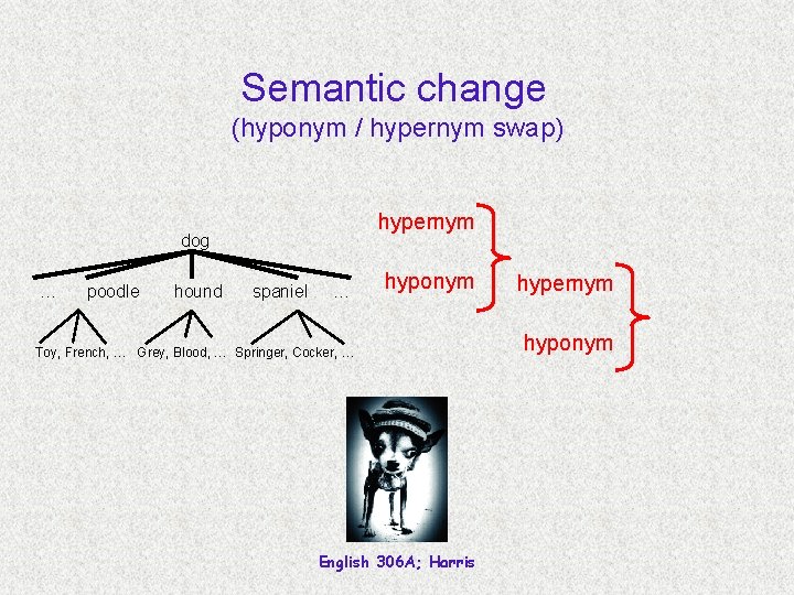 Semantic change (hyponym / hypernym swap) hypernym dog … poodle hound spaniel … hyponym