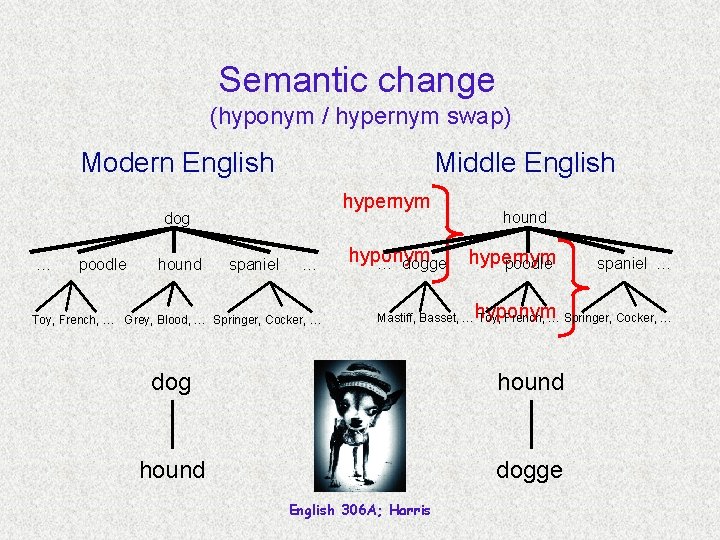 Semantic change (hyponym / hypernym swap) Modern English Middle English hypernym dog … poodle