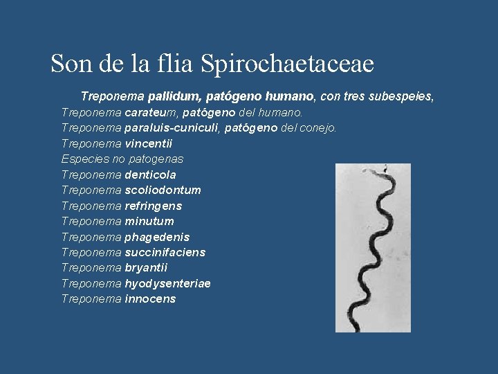 Son de la flia Spirochaetaceae Treponema pallidum, patógeno humano, con tres subespeies, Treponema carateum,