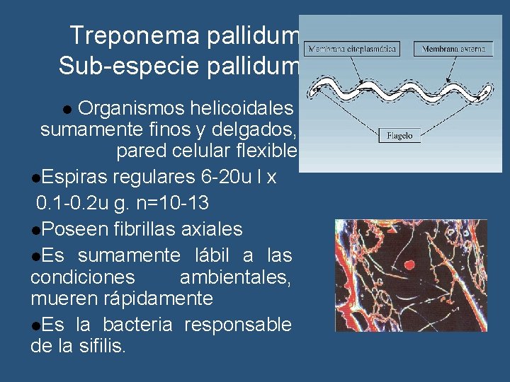 Treponema pallidum Sub-especie pallidum Organismos helicoidales sumamente finos y delgados, pared celular flexible l.