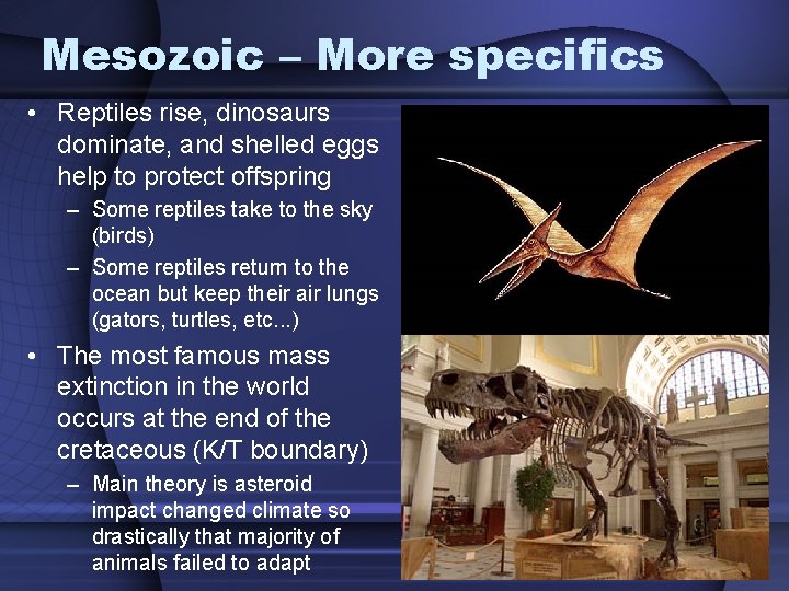 Mesozoic – More specifics • Reptiles rise, dinosaurs dominate, and shelled eggs help to