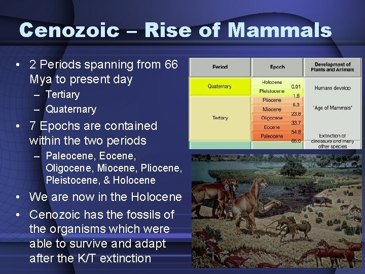 Cenozoic – Rise of Mammals • 2 Periods spanning from 66 Mya to present