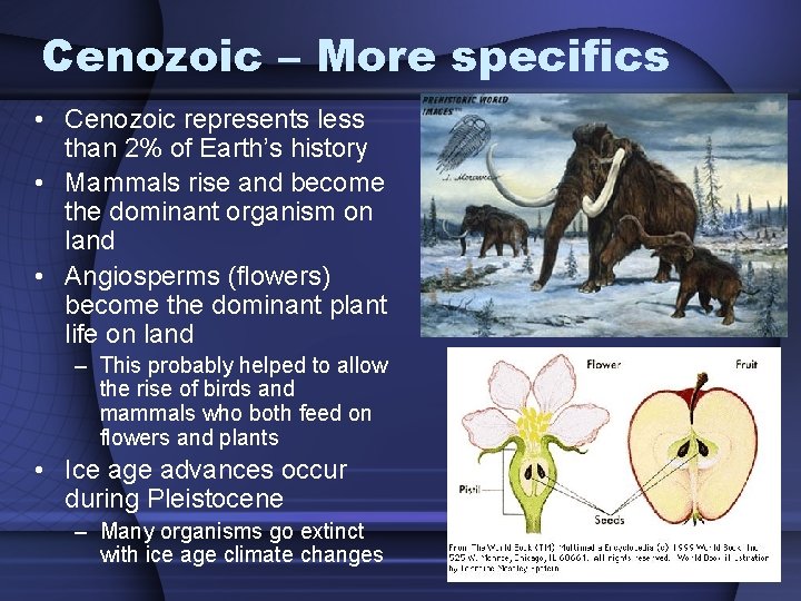 Cenozoic – More specifics • Cenozoic represents less than 2% of Earth’s history •