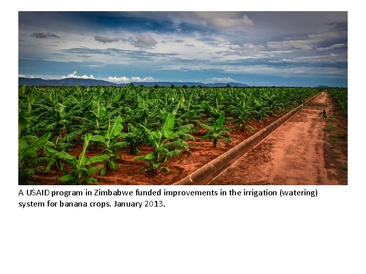 A USAID program in Zimbabwe funded improvements in the irrigation (watering) system for banana