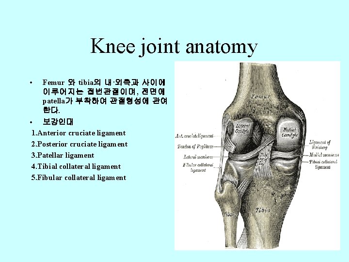 Knee joint anatomy • Femur 와 tibia의 내·외측과 사이에 이루어지는 접번관절이며, 전면에 patella가 부착하여