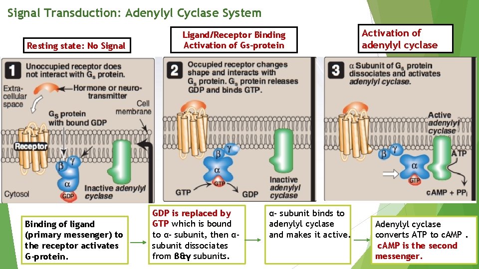 Signal Transduction: Adenylyl Cyclase System Resting state: No Signal Binding of ligand (primary messenger)