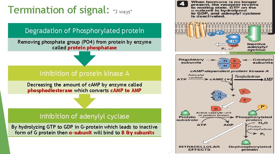 Termination of signal: *3 ways* Degradation of Phosphorylated protein Removing phosphate group (PO 4)