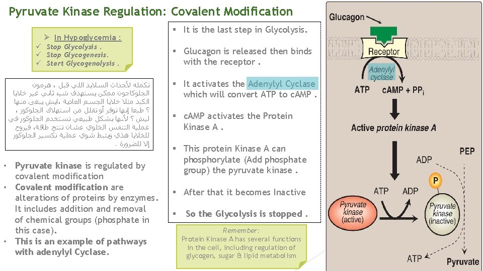 Pyruvate Kinase Regulation: Covalent Modification Ø In Hypoglycemia : ü Stop Glycolysis. ü Stop