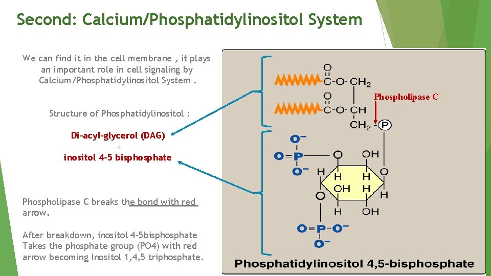 Second: Calcium/Phosphatidylinositol System We can find it in the cell membrane , it plays