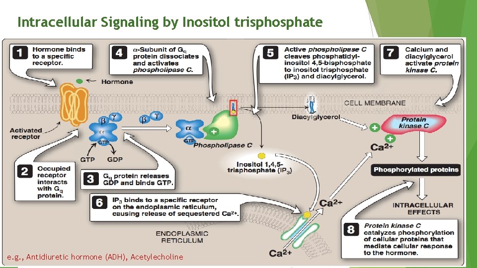 Intracellular Signaling by Inositol trisphosphate e. g. , Antidiuretic hormone (ADH), Acetylecholine 