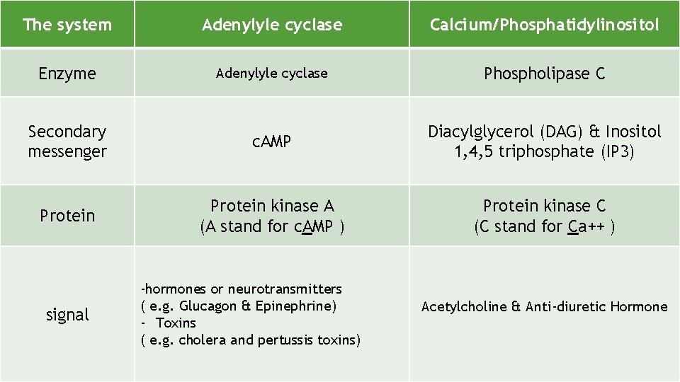 The system Adenylyle cyclase Calcium/Phosphatidylinositol Enzyme Adenylyle cyclase Phospholipase C Secondary messenger c. AMP