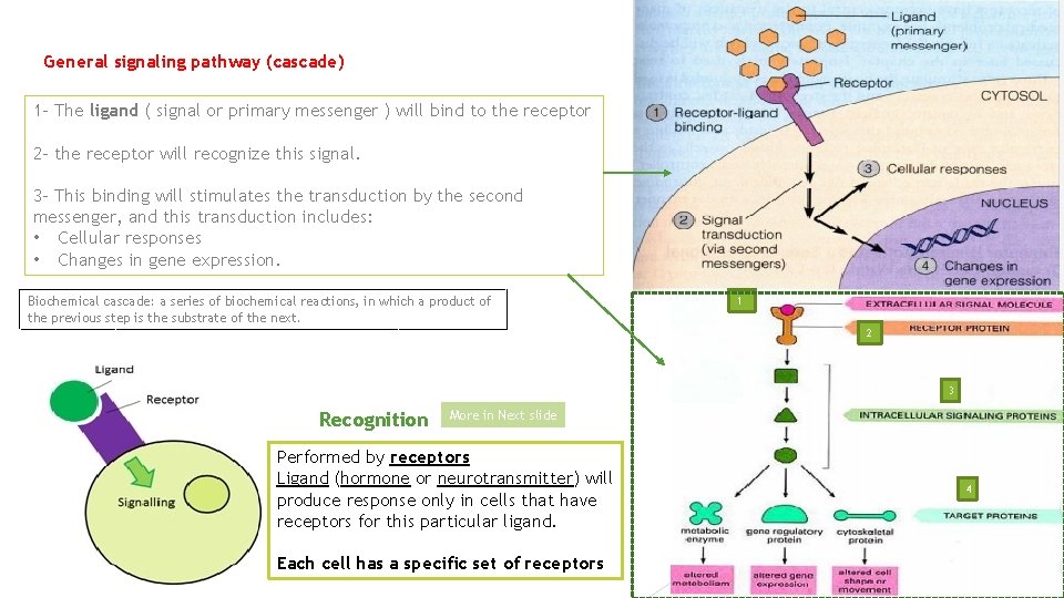 General signaling pathway (cascade) 1 - The ligand ( signal or primary messenger )