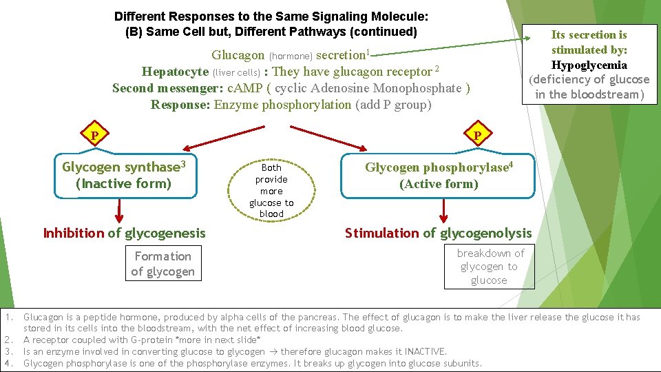 Different Responses to the Same Signaling Molecule: (B) Same Cell but, Different Pathways (continued)