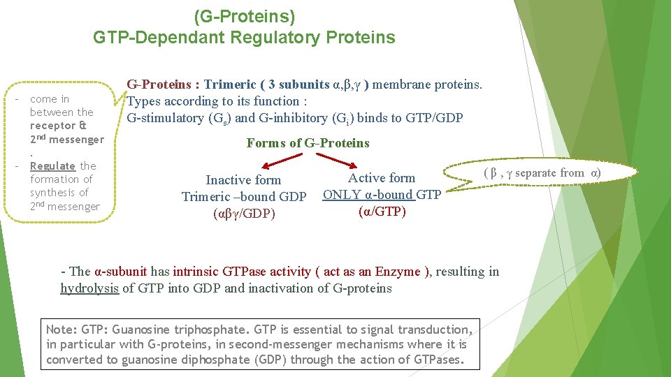 (G-Proteins) GTP-Dependant Regulatory Proteins - come in between the receptor & 2 nd messenger.