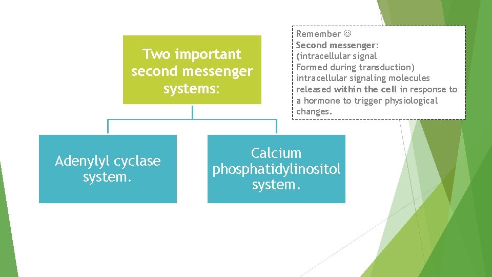 Two important second messenger systems: Adenylyl cyclase system. Remember Second messenger: (intracellular signal Formed