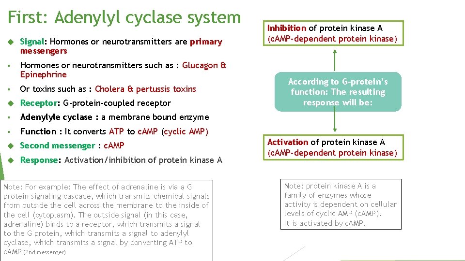 First: Adenylyl cyclase system Signal: Hormones or neurotransmitters are primary messengers § Hormones or