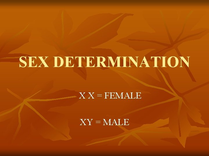 SEX DETERMINATION X X = FEMALE XY = MALE 
