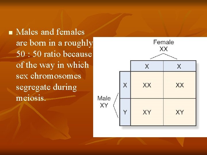 n Males and females are born in a roughly 50 : 50 ratio because