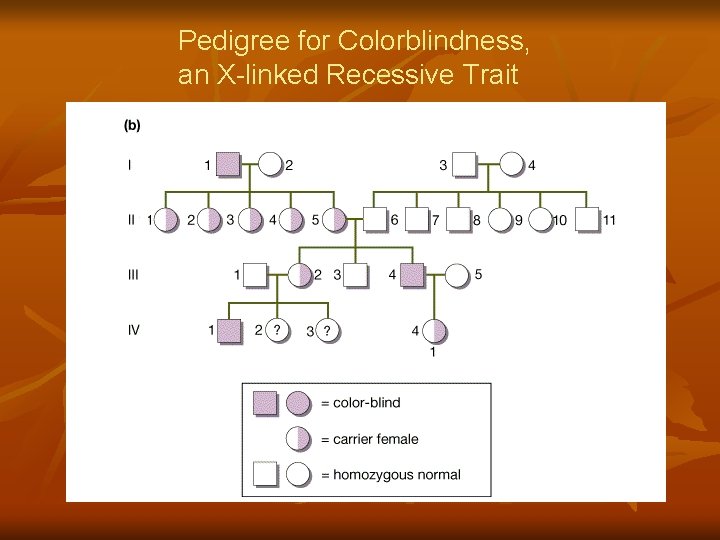Pedigree for Colorblindness, an X-linked Recessive Trait 