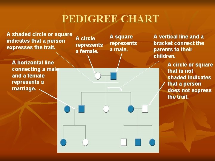 PEDIGREE CHART A shaded circle or square A circle indicates that a person represents