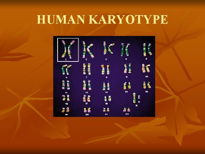 HUMAN KARYOTYPE 