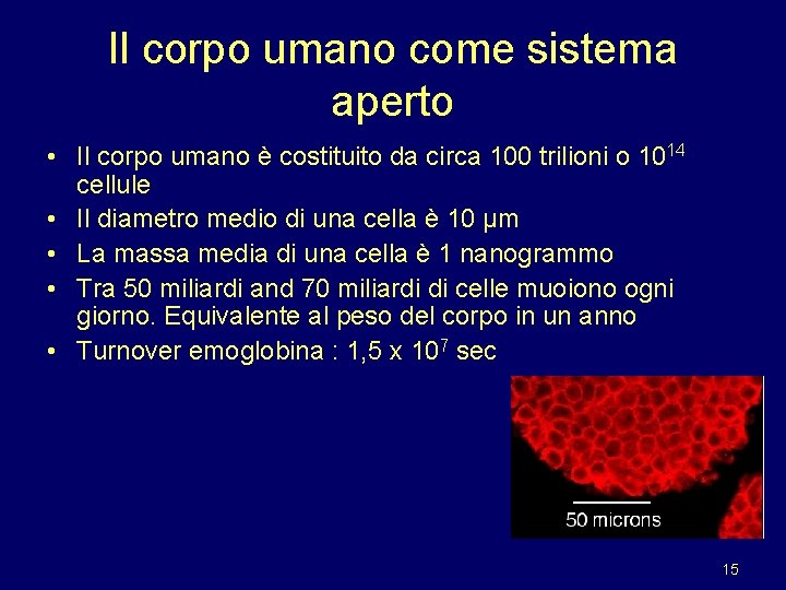 Il corpo umano come sistema aperto • Il corpo umano è costituito da circa