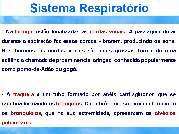 Sistema Respiratório - Na laringe, estão localizadas as cordas vocais. A passagem de ar