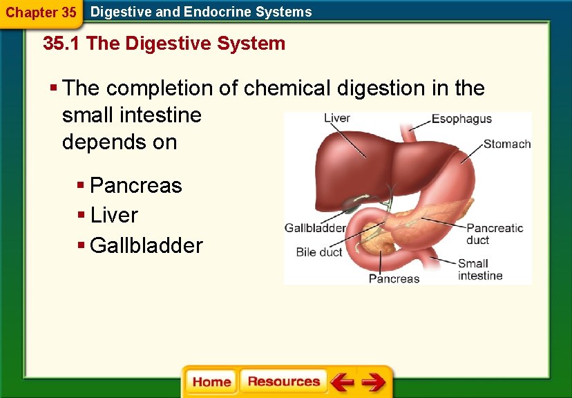Chapter 35 Digestive and Endocrine Systems 35. 1 The Digestive System § The completion