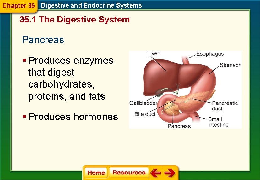 Chapter 35 Digestive and Endocrine Systems 35. 1 The Digestive System Pancreas § Produces