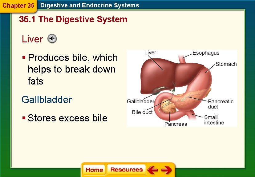 Chapter 35 Digestive and Endocrine Systems 35. 1 The Digestive System Liver § Produces