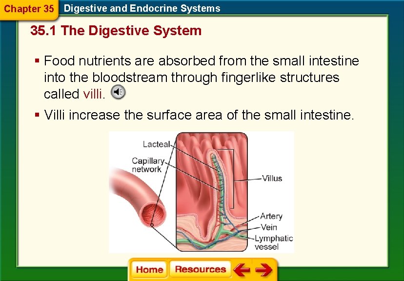 Chapter 35 Digestive and Endocrine Systems 35. 1 The Digestive System § Food nutrients