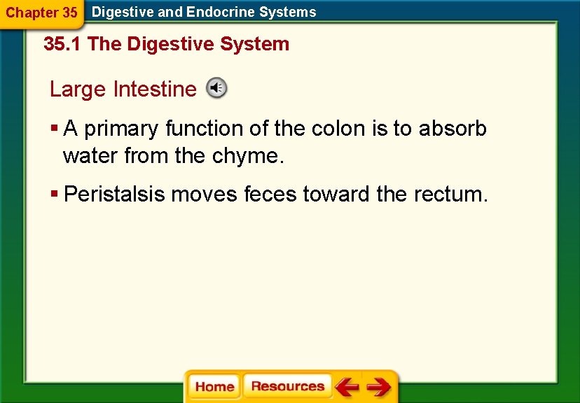 Chapter 35 Digestive and Endocrine Systems 35. 1 The Digestive System Large Intestine §
