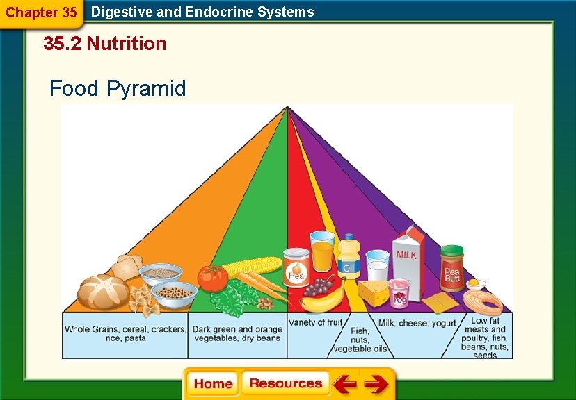 Chapter 35 Digestive and Endocrine Systems 35. 2 Nutrition Food Pyramid 