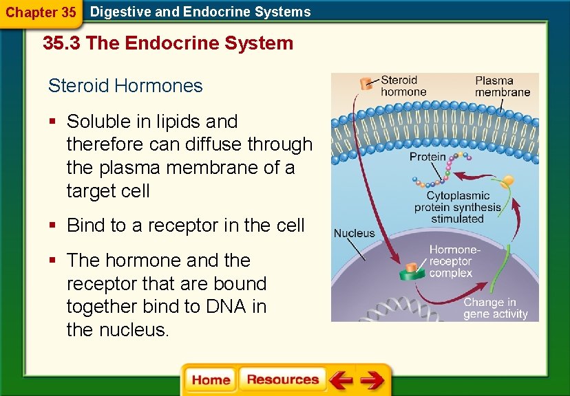 Chapter 35 Digestive and Endocrine Systems 35. 3 The Endocrine System Steroid Hormones §