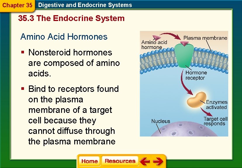 Chapter 35 Digestive and Endocrine Systems 35. 3 The Endocrine System Amino Acid Hormones