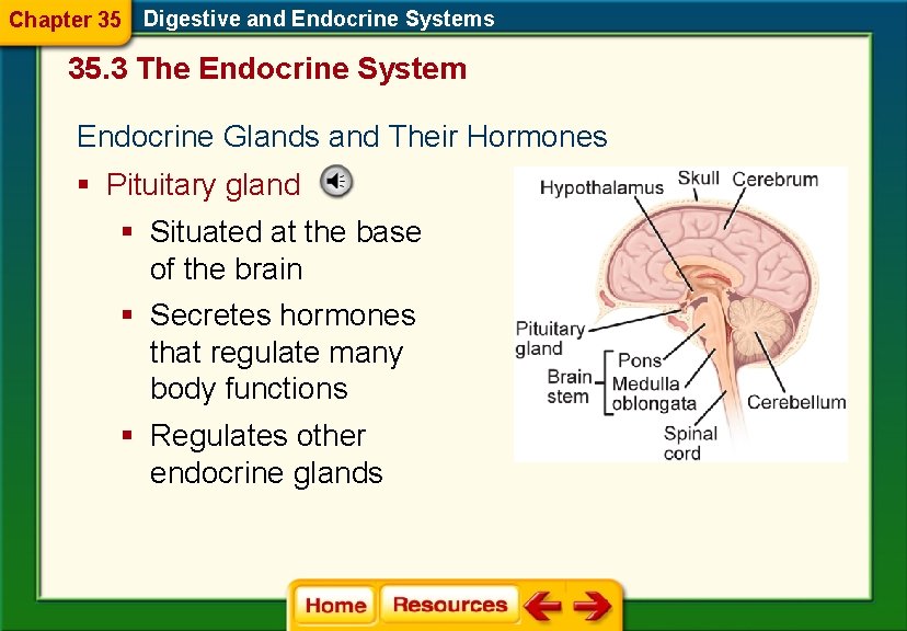 Chapter 35 Digestive and Endocrine Systems 35. 3 The Endocrine System Endocrine Glands and