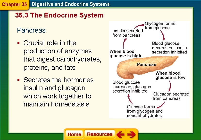 Chapter 35 Digestive and Endocrine Systems 35. 3 The Endocrine System Pancreas § Crucial